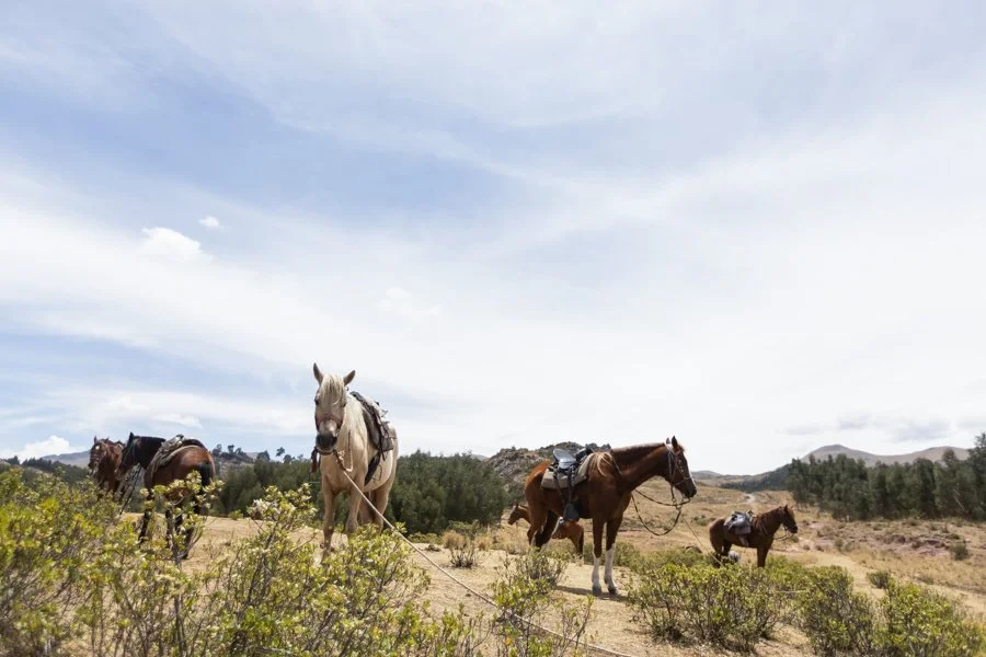 Four horses with saddles standing and grazing in a desert landscape under a partly cloudy sky.