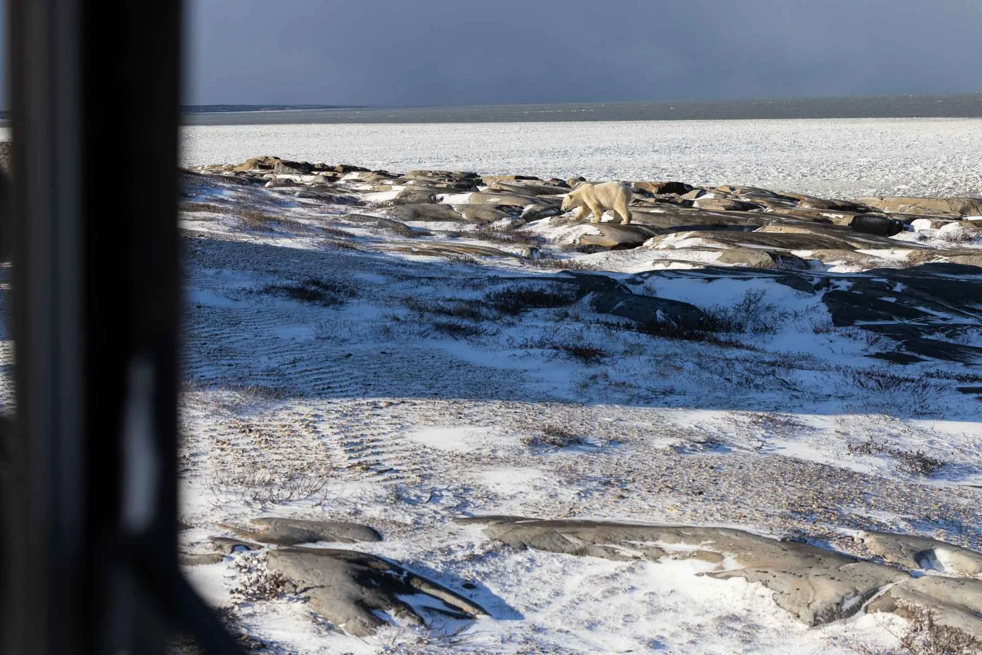 Polar bears on a snow-covered rocky shoreline near an icy body of water under a cloudy sky.