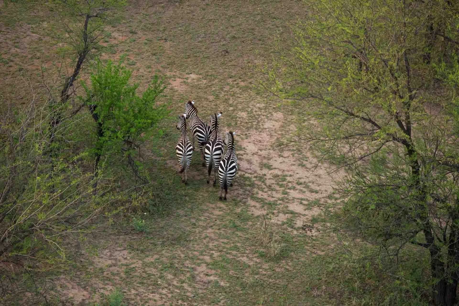 A group of five zebras walking side by side through a grassy area with sparse trees and green foliage.
