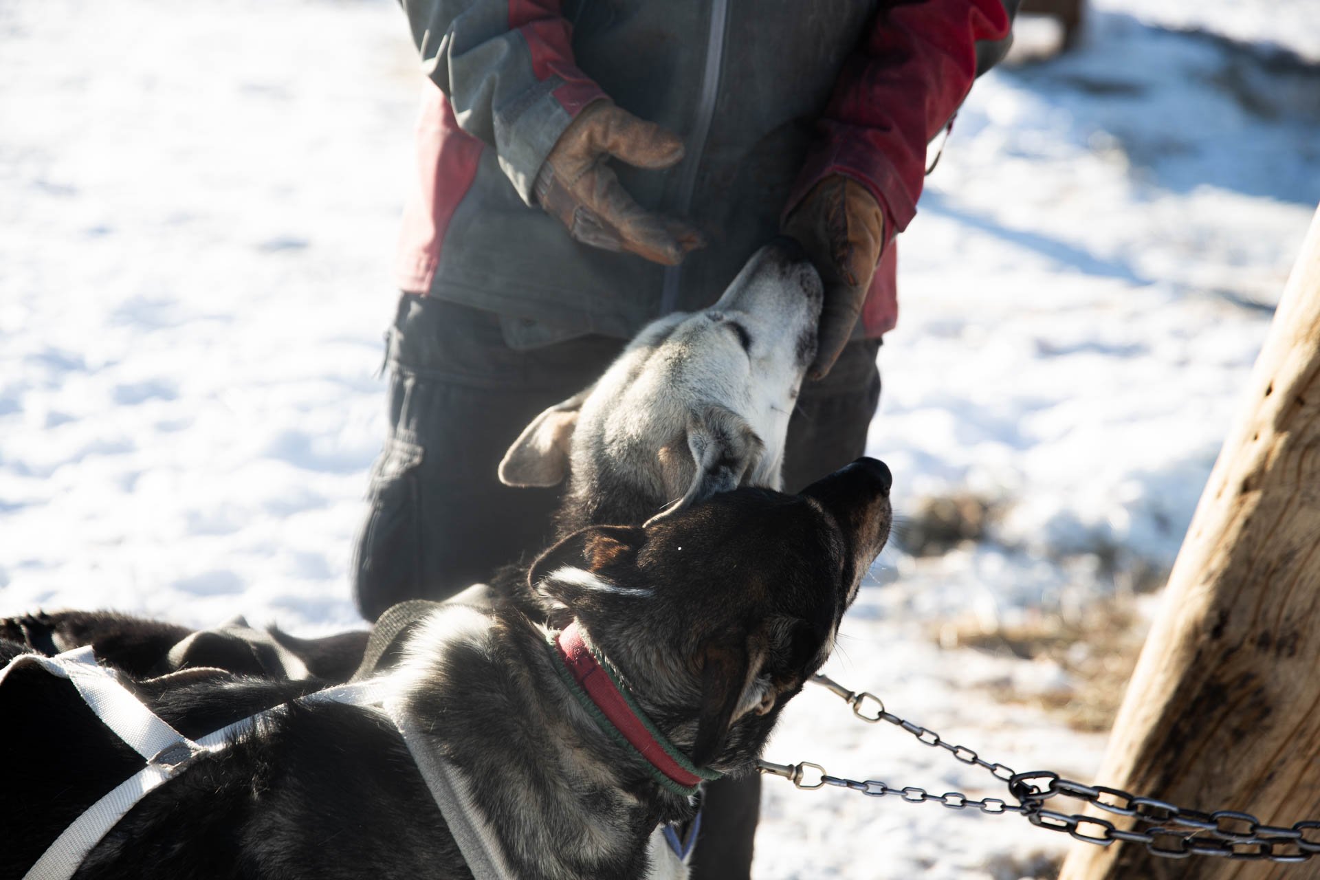 A person in winter clothing holding two sled dogs on a snowy field.