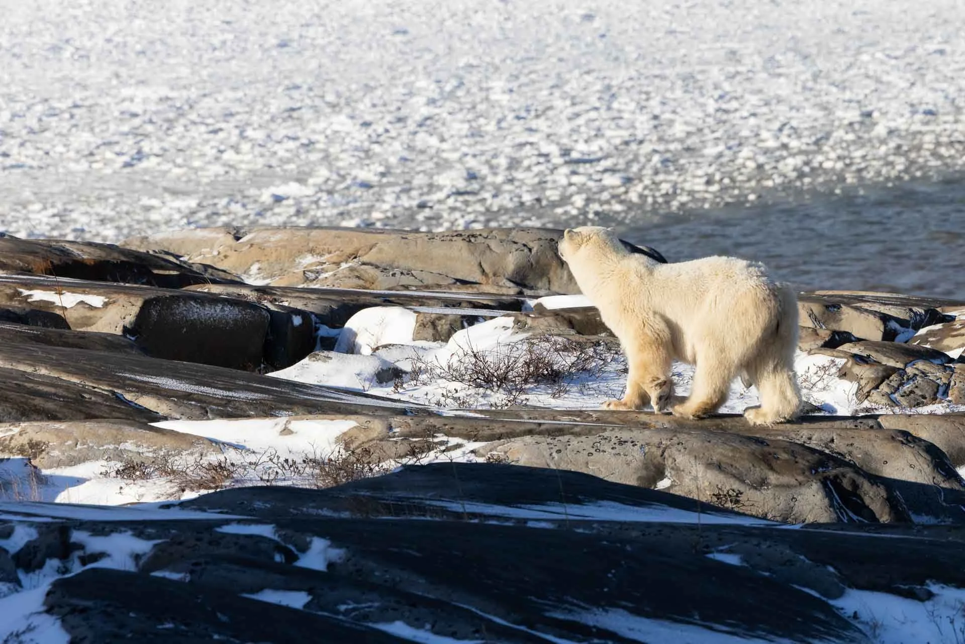 A polar bear walking on rocks near snow and ice in a cold, Arctic environment.