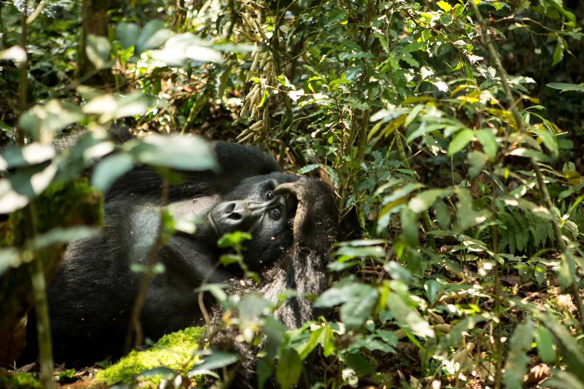 A gorilla lying on the forest floor among dense green foliage, holding its hand to its head and looking towards the camera.