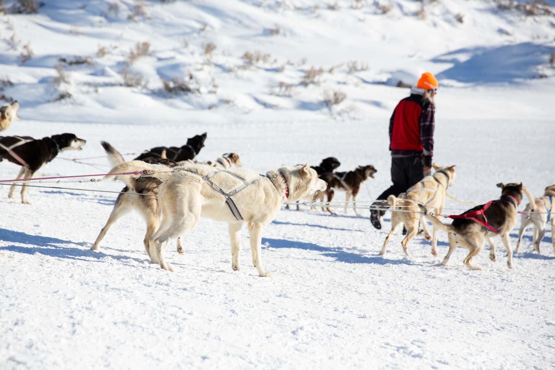 A person in winter clothing, including a red jacket and orange hat, walks with a team of huskies pulling a sled across snow-covered ground in a cold, snowy landscape.