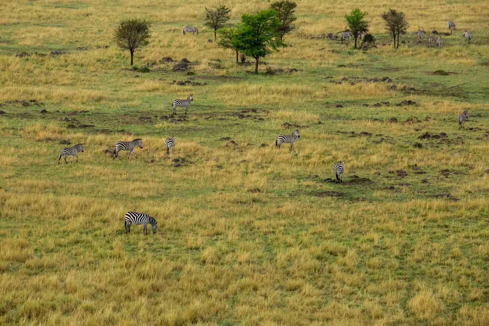 A grassy savannah with several zebras grazing and scattered trees.