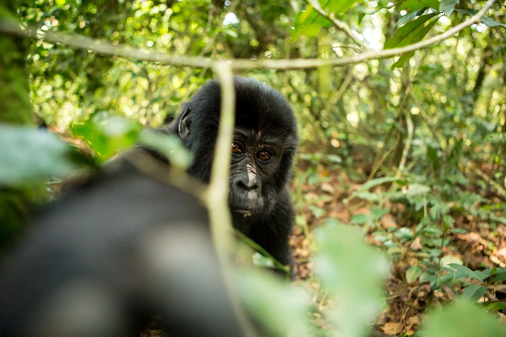 Young gorilla peeking through dense green jungle foliage.