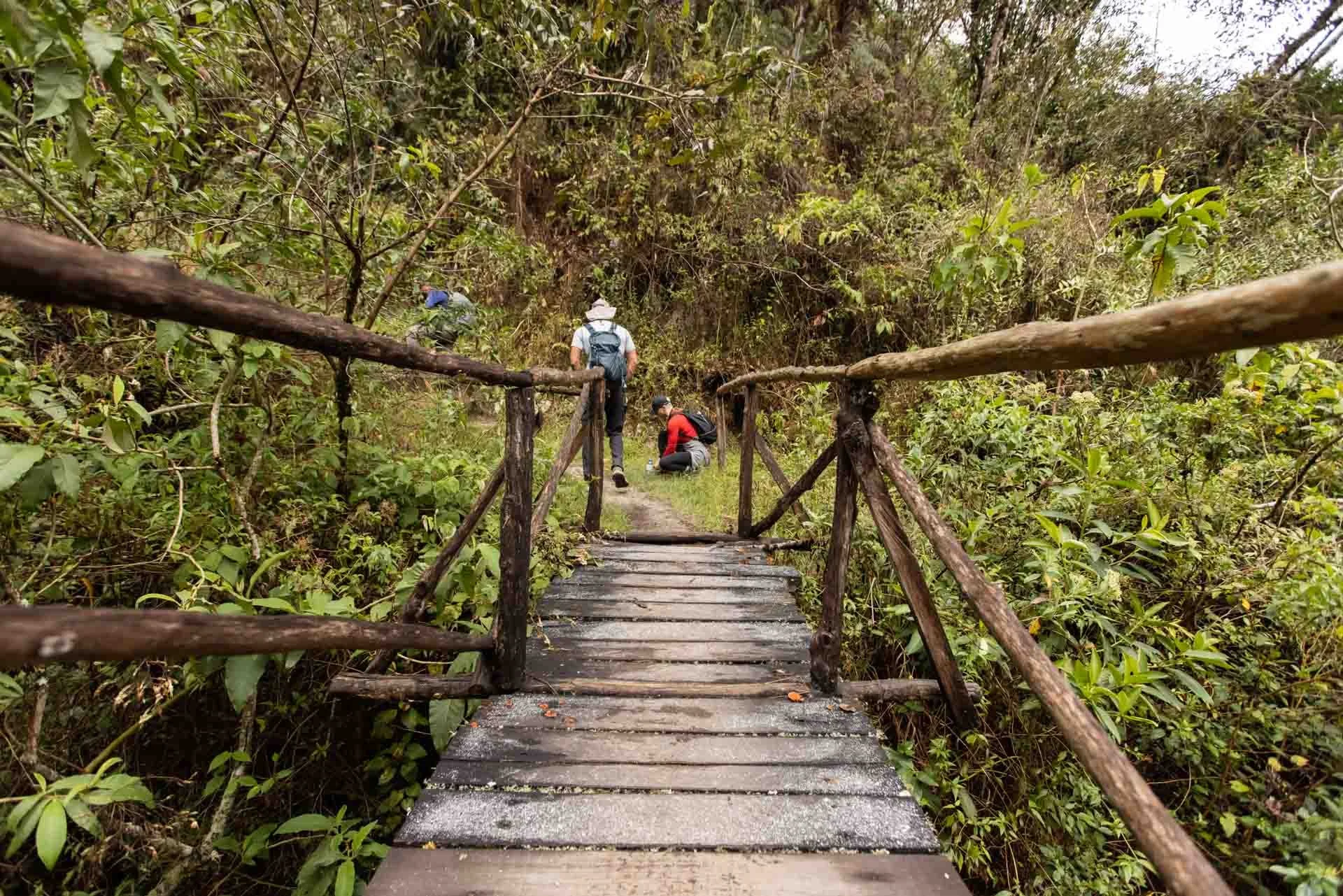 Three hikers on a narrow wooden trail through a dense forest.