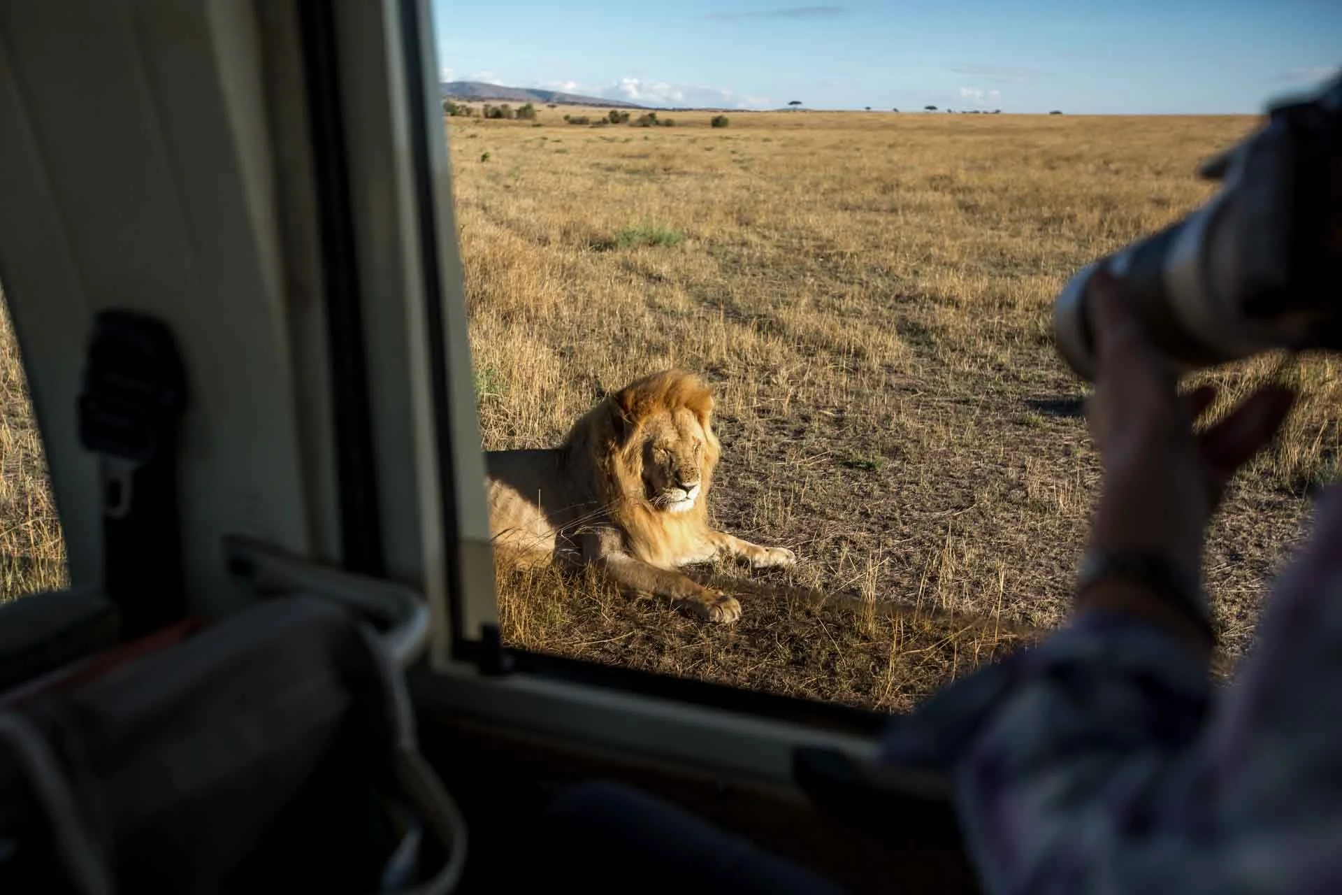 A lion resting on the ground in a savannah landscape, viewed from inside a vehicle with a person aiming a camera at the lion.