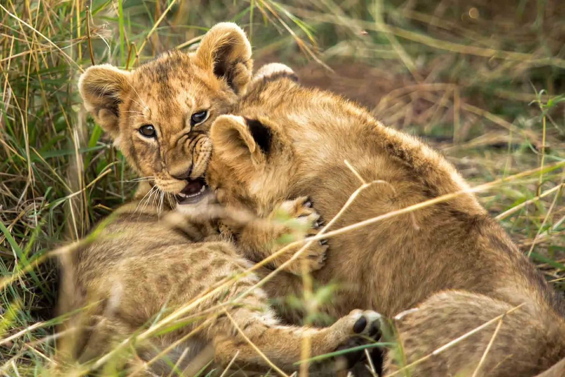 Three lion cubs playing in tall grass