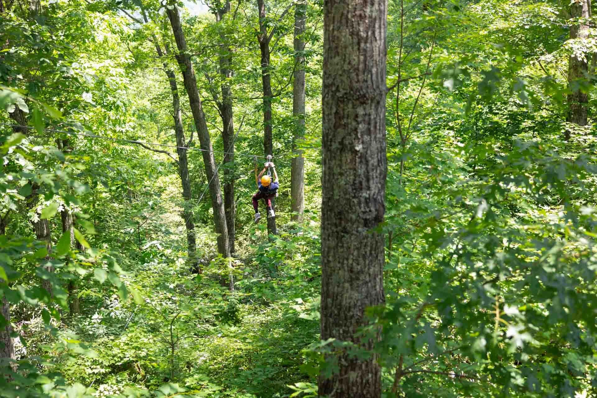 A person riding a zip line through a dense, green forest with tall trees and lush foliage.