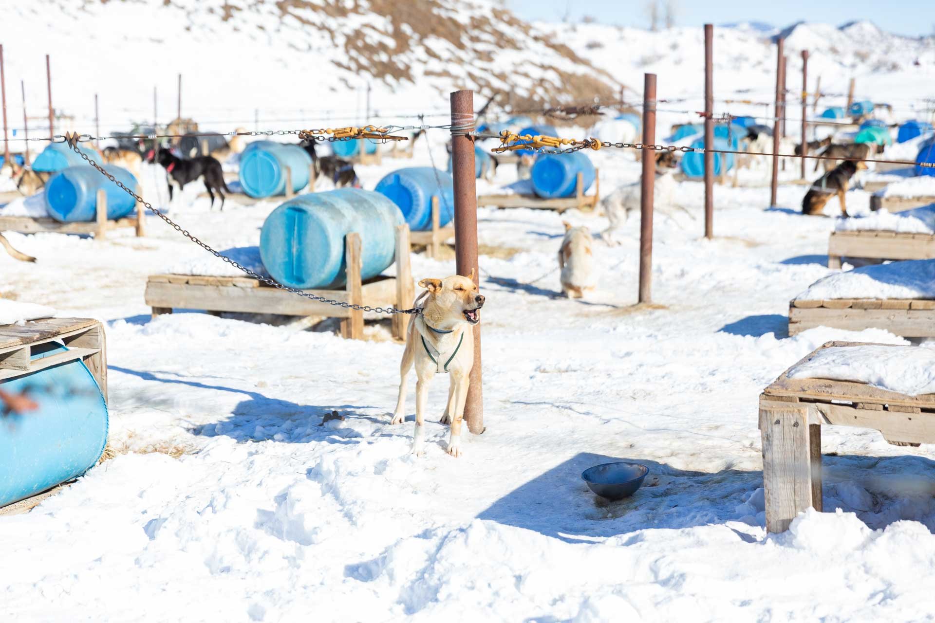 Dog tied to a metal pole in a snowy outdoor animal shelter with multiple dogs and goats in the background, blue water barrels, wooden platforms, and snow-covered mountains.
