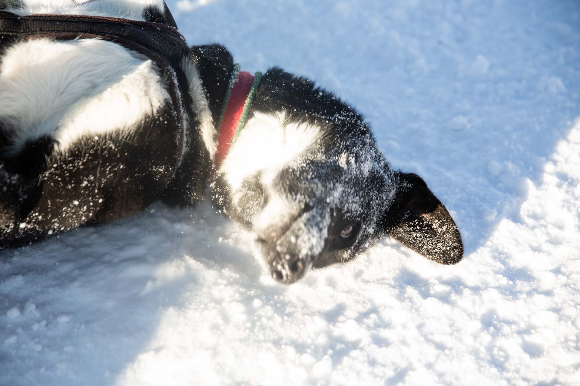 A black and white dog lying on snow with snow on its face, wearing a harness, in an outdoor snowy environment.