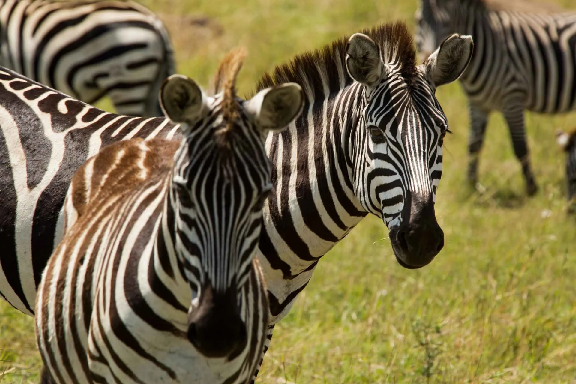 Group of zebras standing in a grassy field.