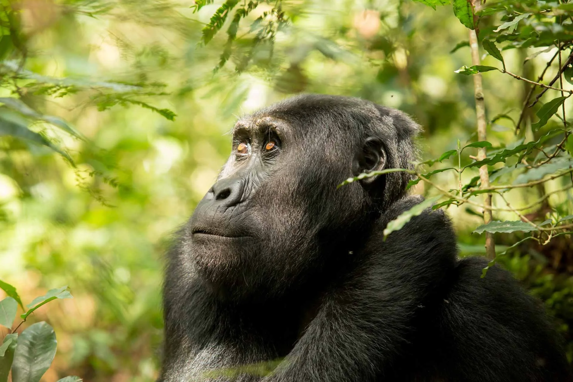 Close-up of a gorilla with black fur, sitting among green foliage, looking thoughtfully into the distance.