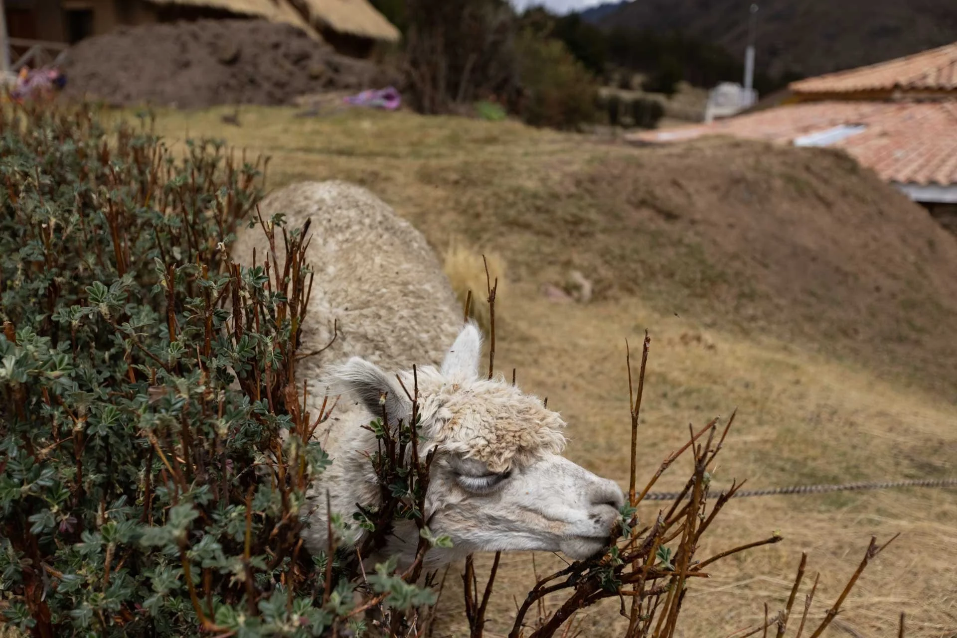 A fluffy white alpaca is grazing behind a bush on a hillside, with houses and hills in the background.