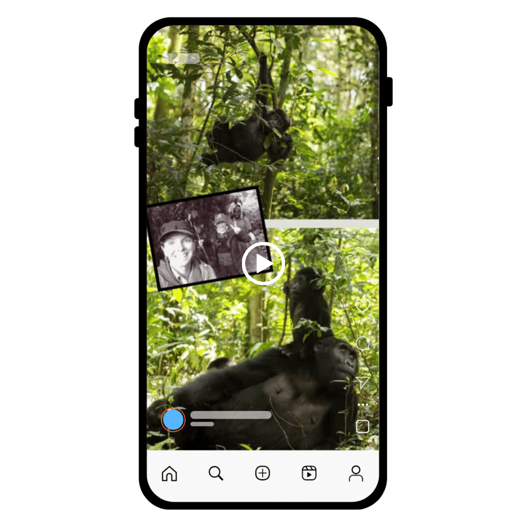 Instagram story showing a lush jungle scene with a chimpanzee, a smaller chimpanzee sitting on the adult, and a black and white photo of two people in the jungle.