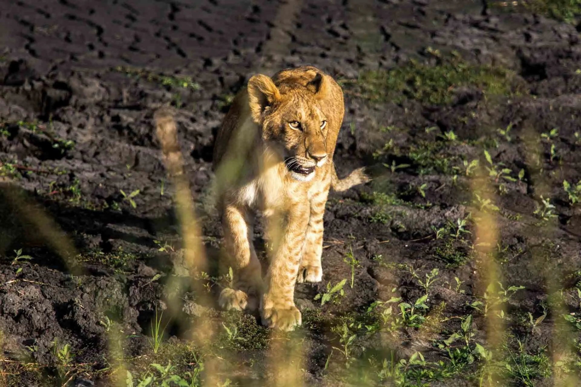 Young lion walking through a grassy and muddy terrain with small green plants, with some golden grass in the foreground.