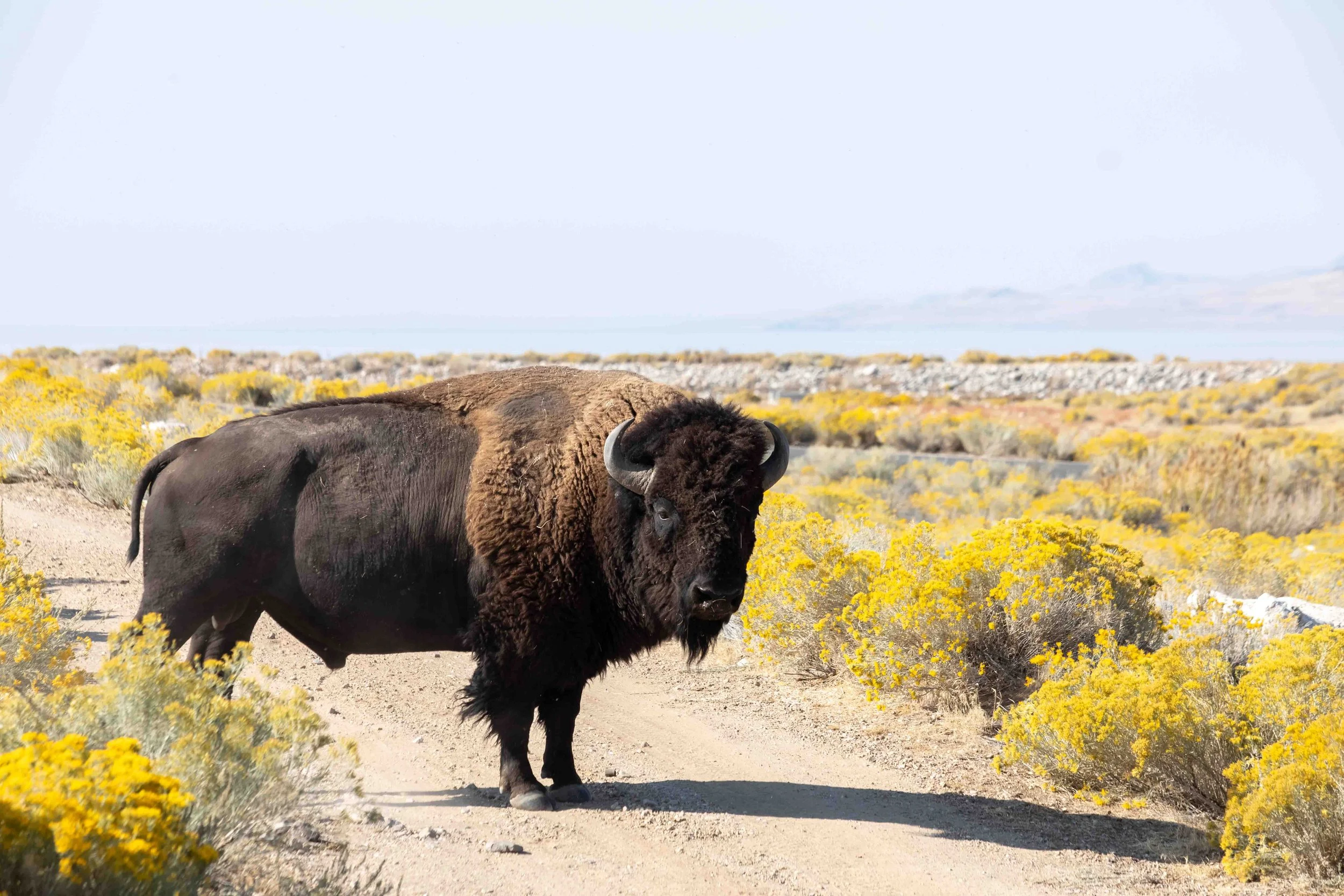 A bison standing on a dirt path in a yellow shrub-filled landscape with a pale sky in the background.
