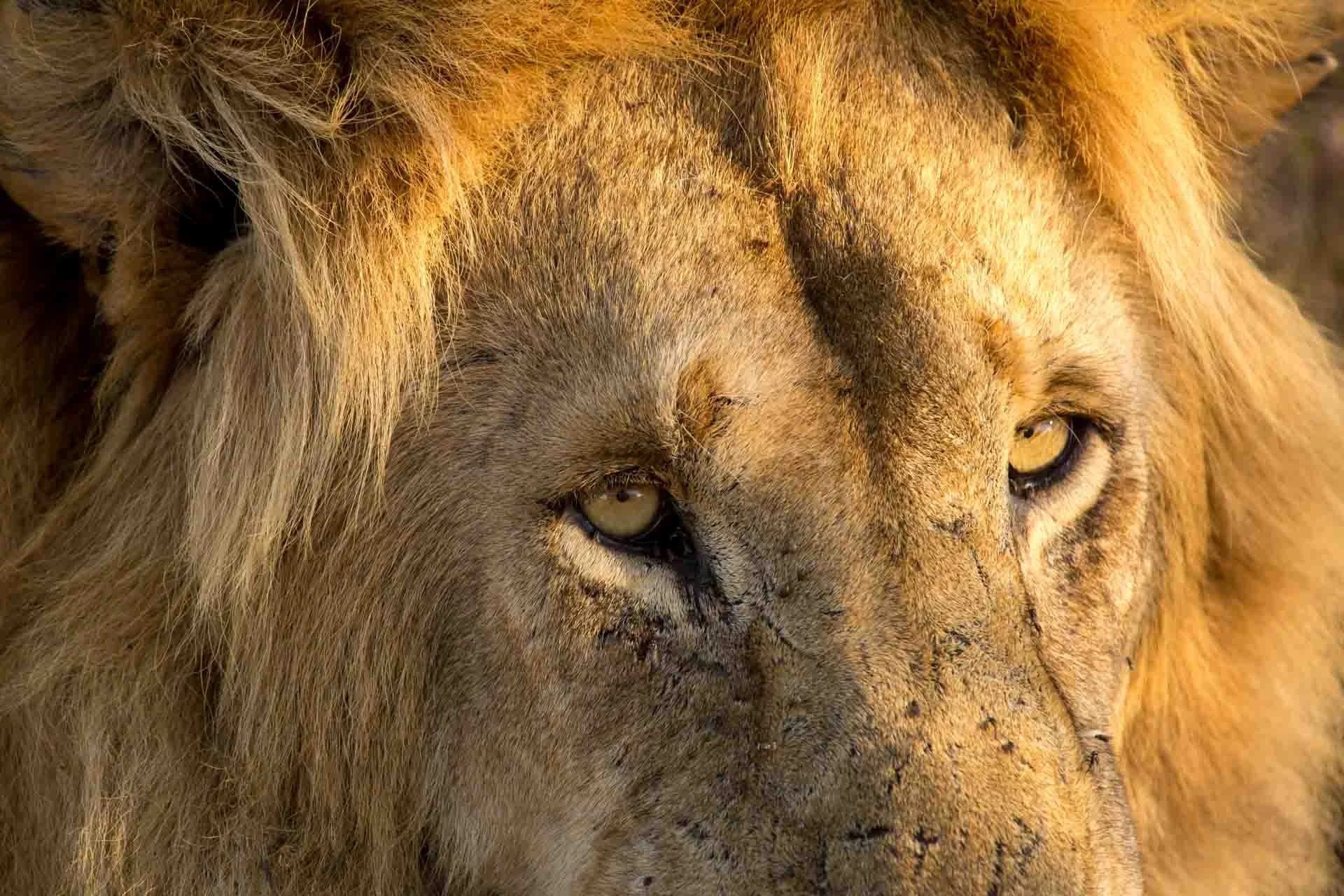Close-up of a lion's face showing its eyes, mane, and facial details.