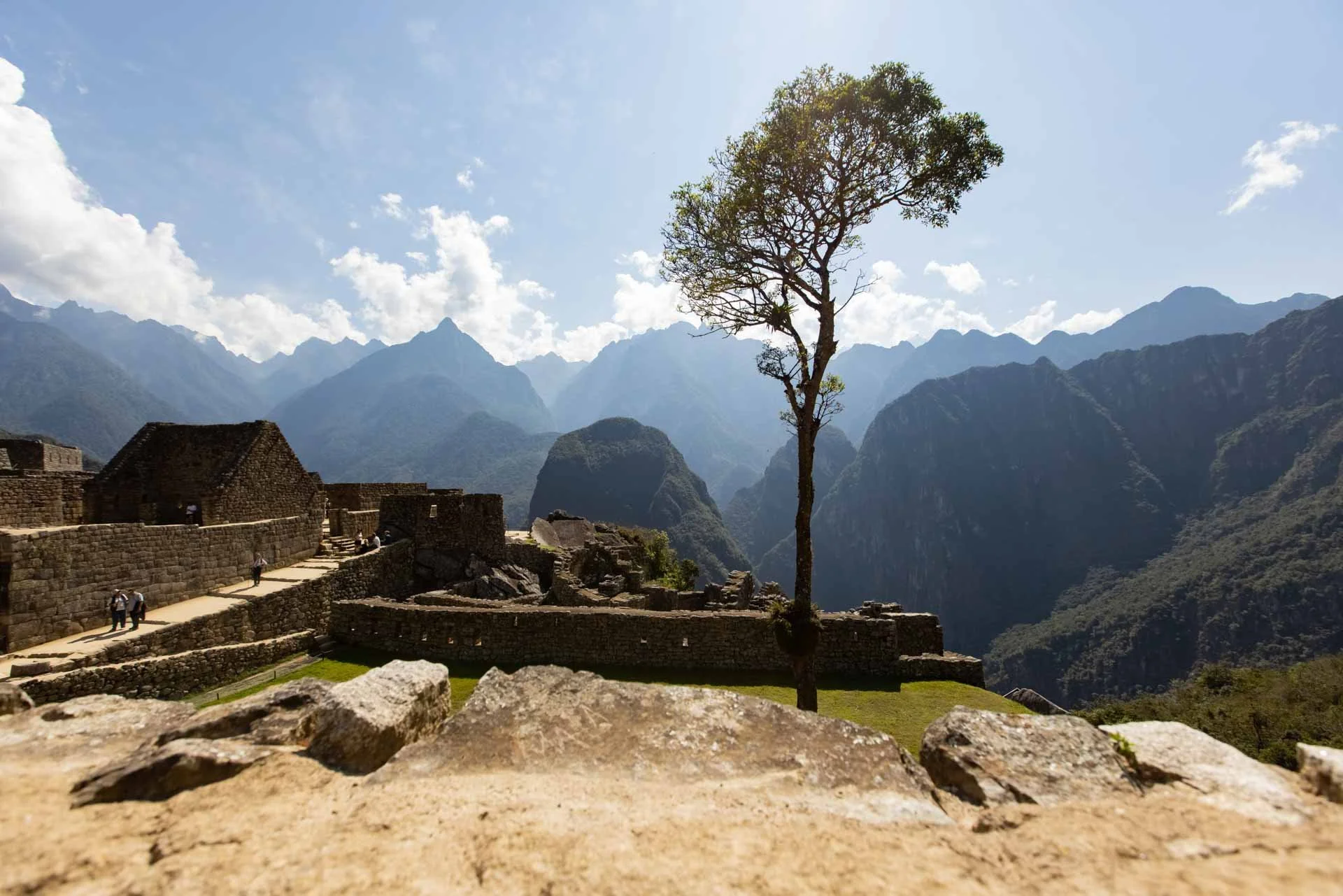 Ancient Inca ruins in Machu Picchu with a lone tree in the foreground and mountains in the background.