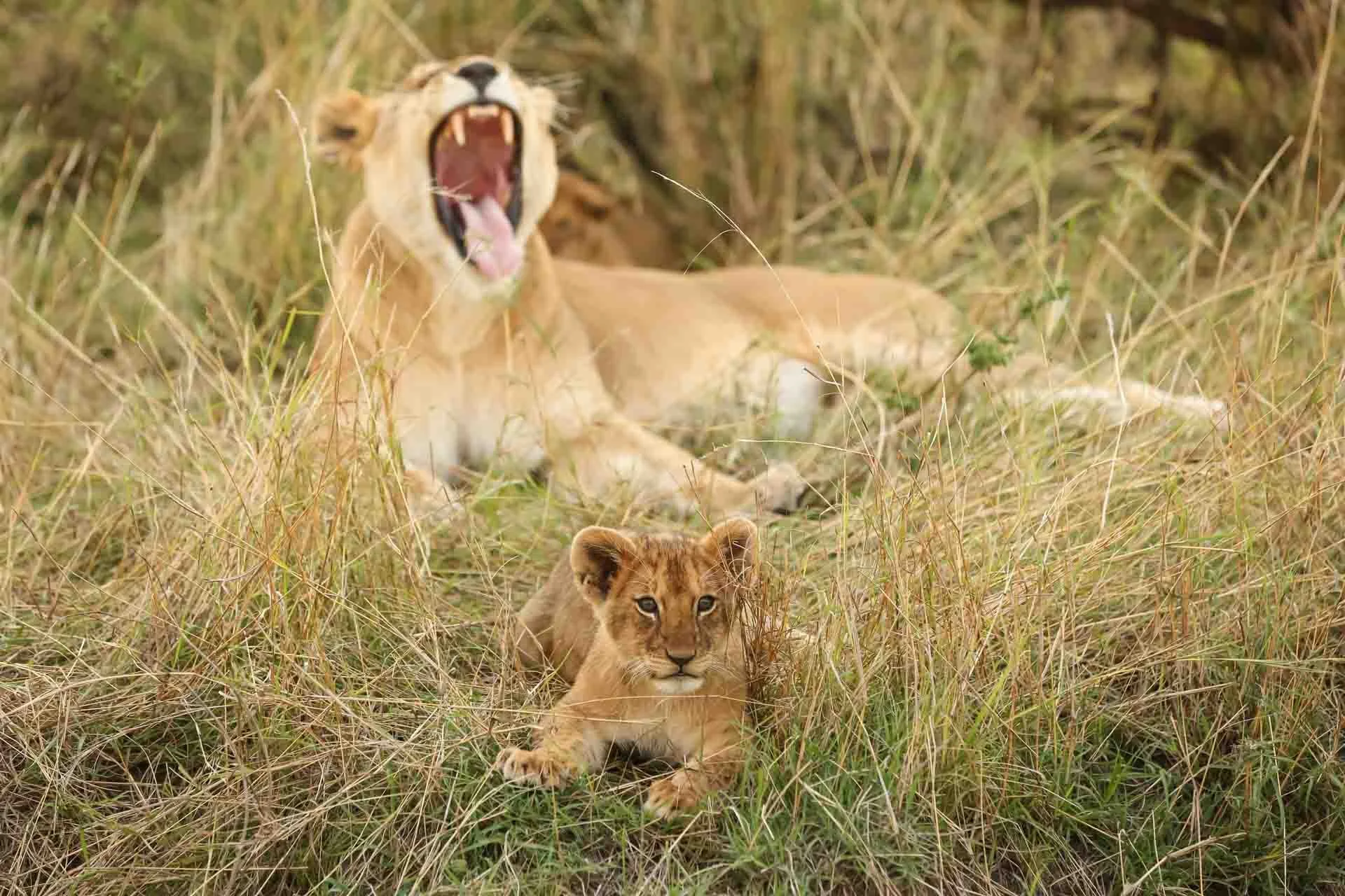 A lioness yawning with a lion cub lying in tall grass in front of her in African savanna.