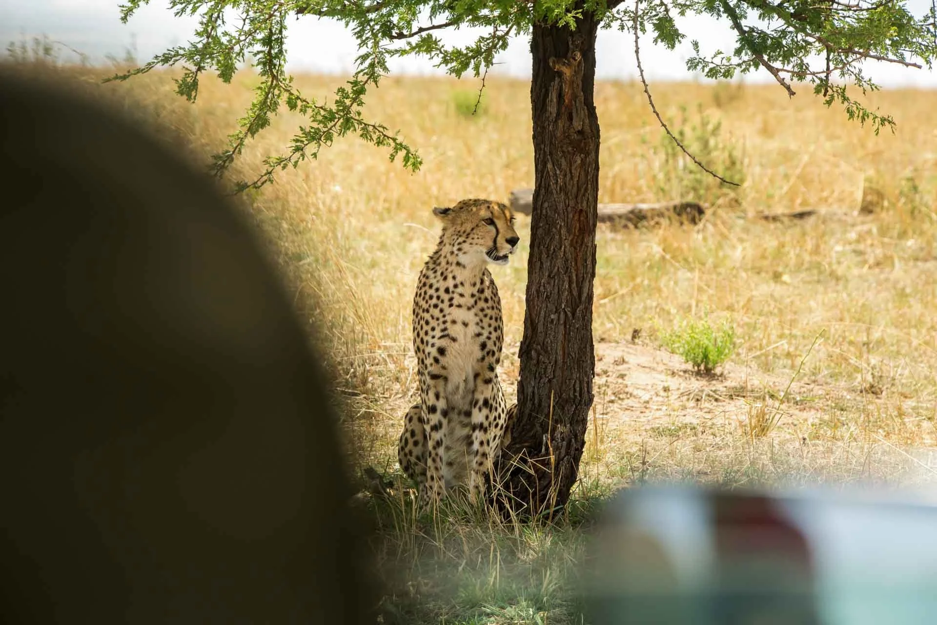 A cheetah sitting next to a tree in a dry grassland, partially obscured by blurred objects in the foreground.