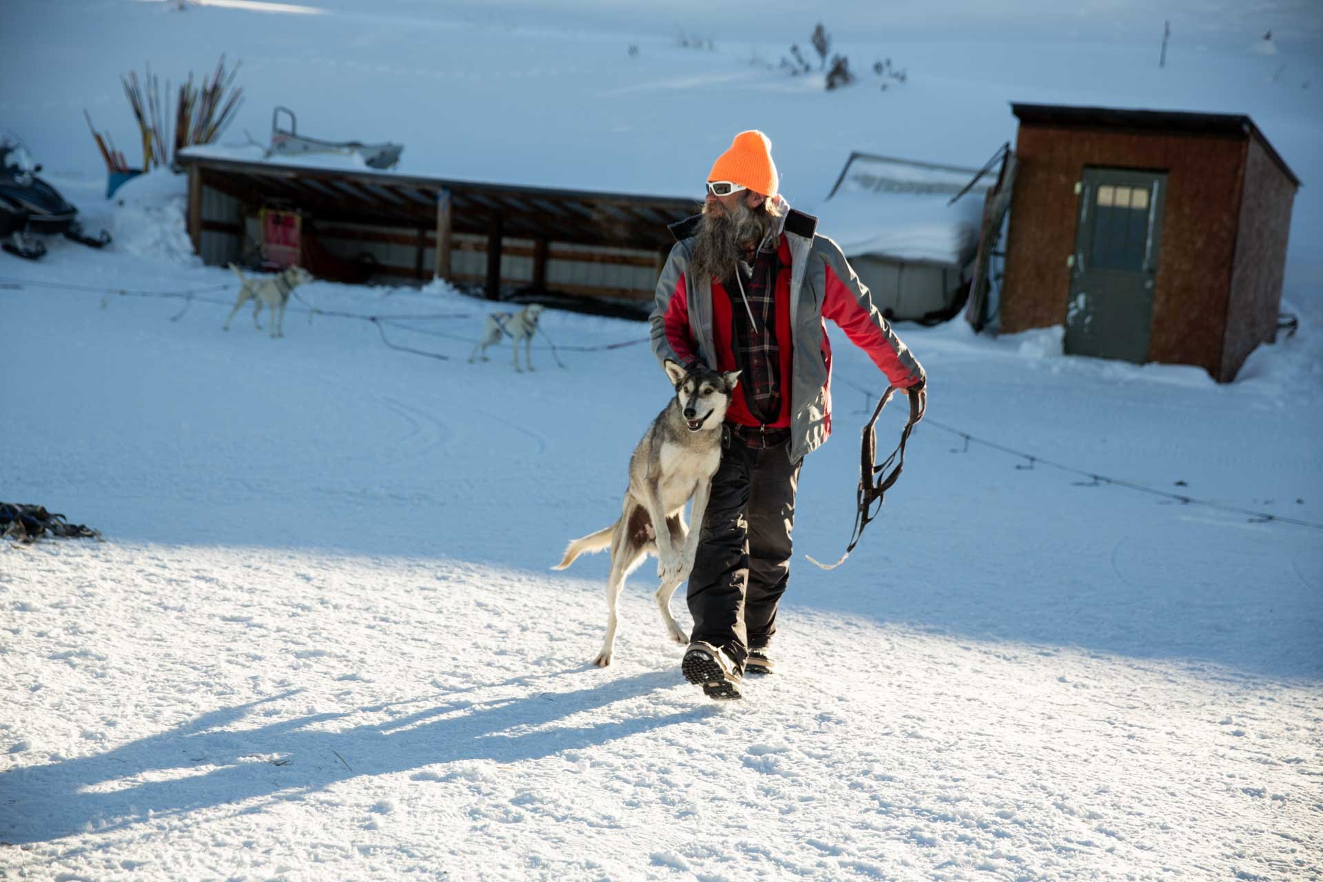 A man with a long beard, wearing sunglasses, an orange beanie, and winter clothing, is walking a Siberian Husky in a snowy landscape.