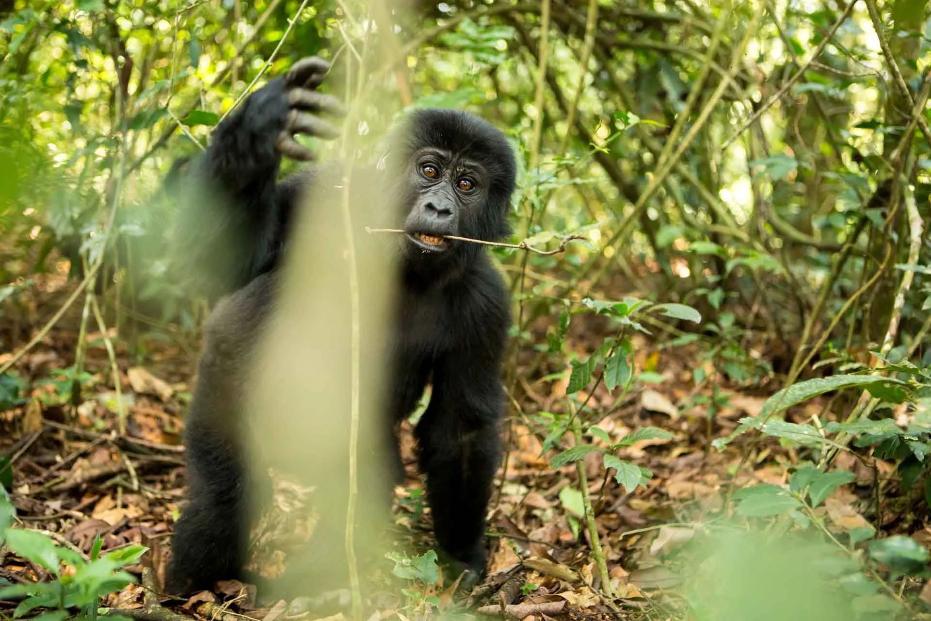 Young gorilla in the jungle holding a twig and looking at the camera.