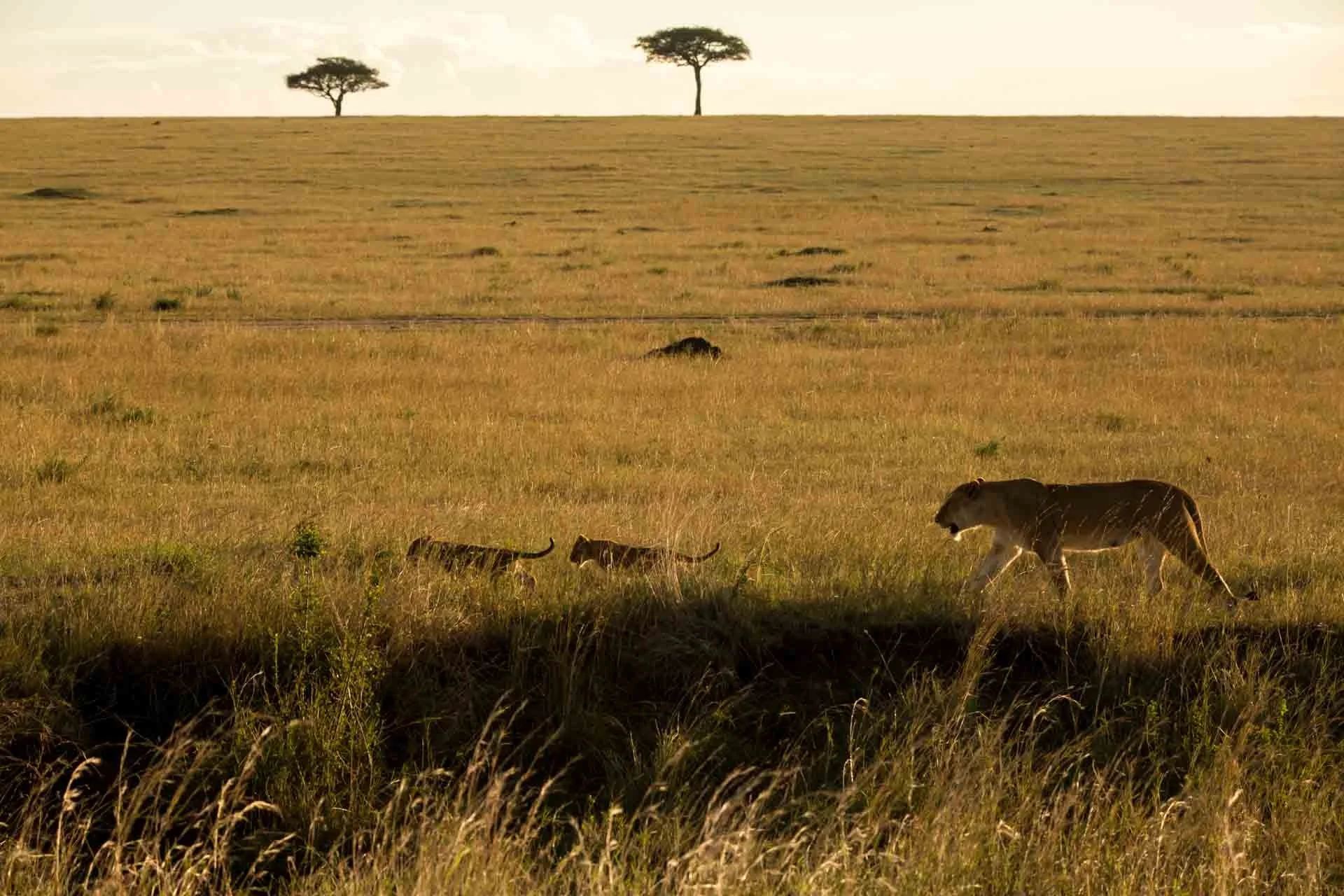 A lion walking through tall grass in the African savannah with two tiger cubs nearby and trees in the background.