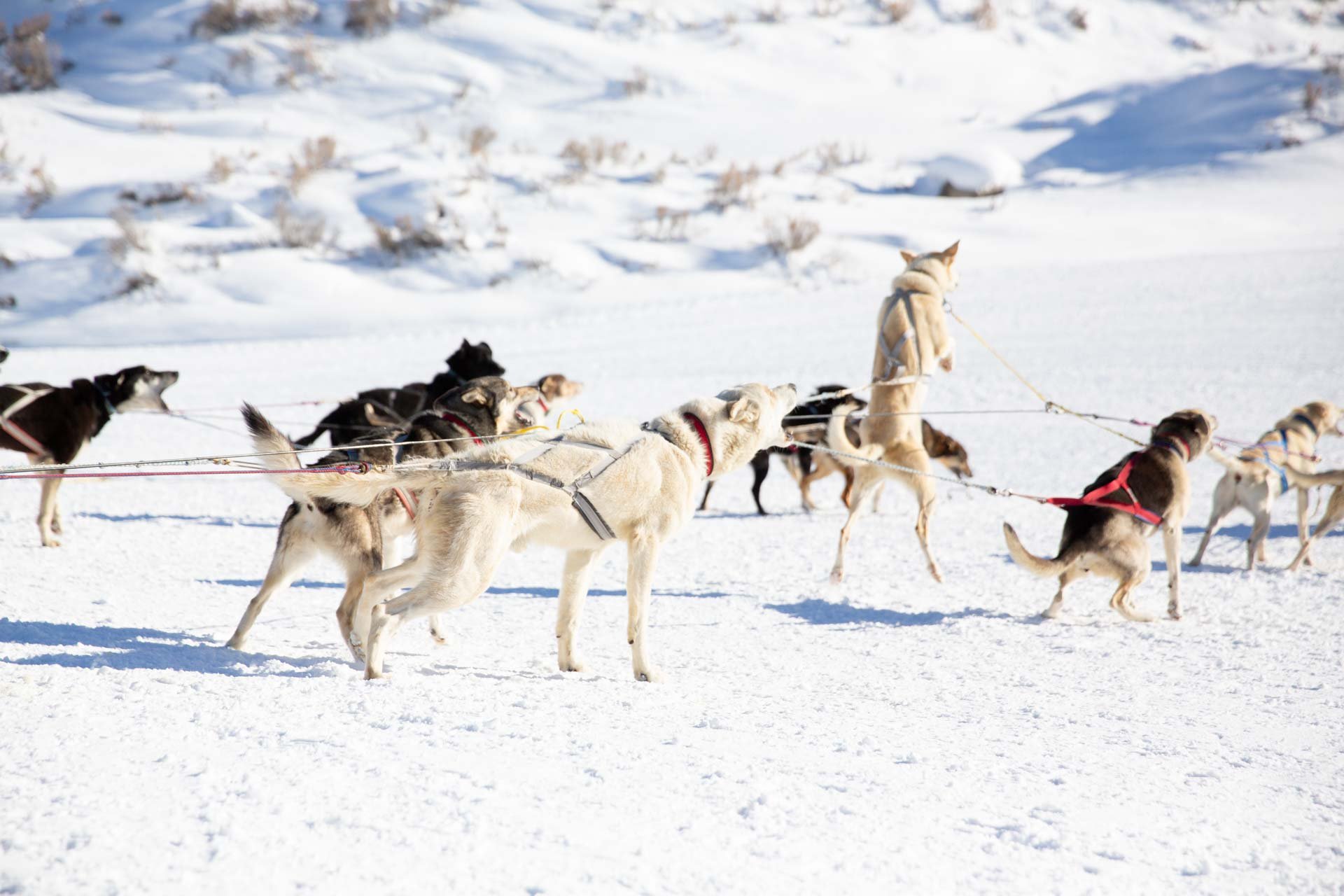Huskies pulling a sled in a snow-covered landscape on a sunny day.