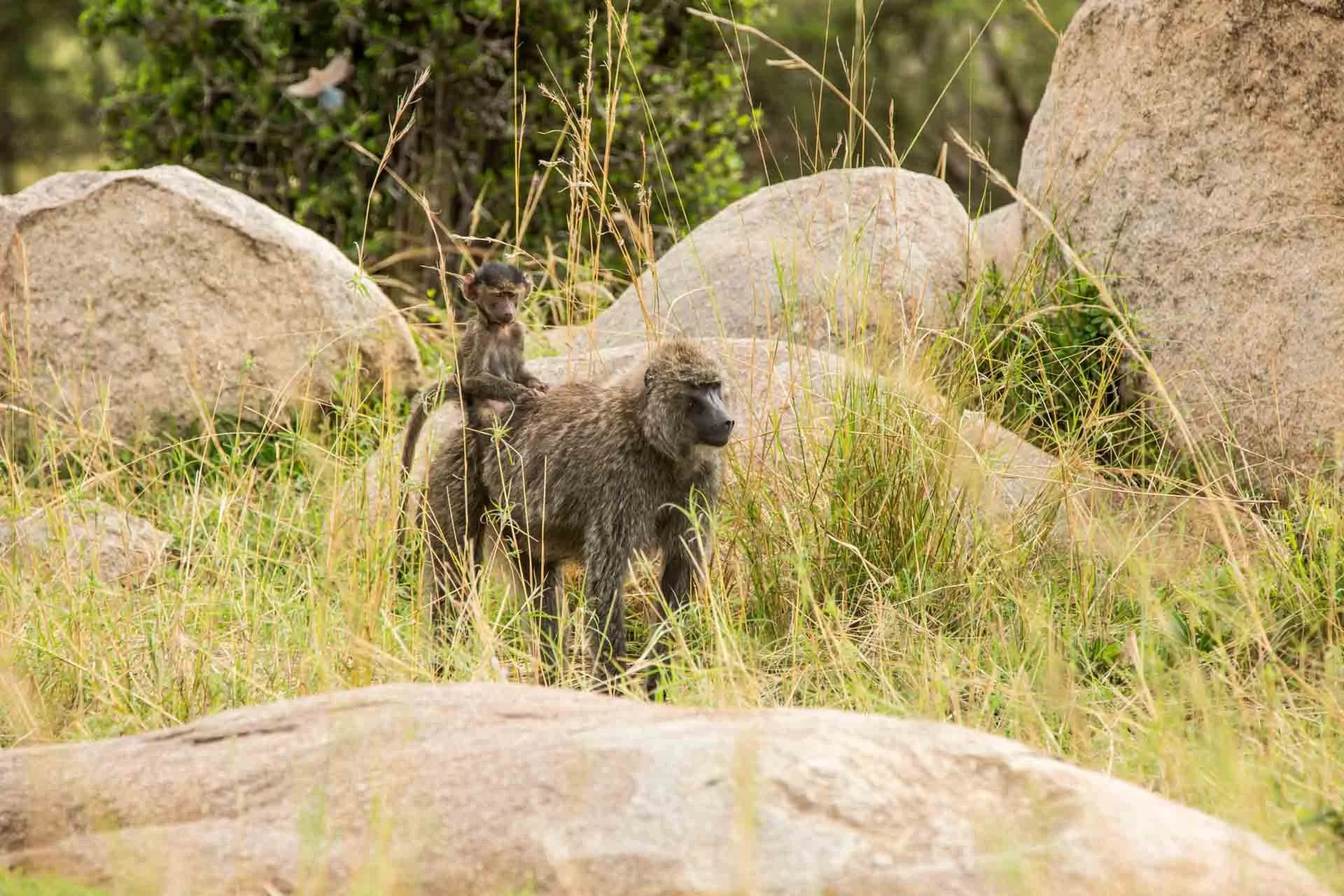 A baboon and a baby baboon sitting on its back in a grassy area with rocks and sparse trees.