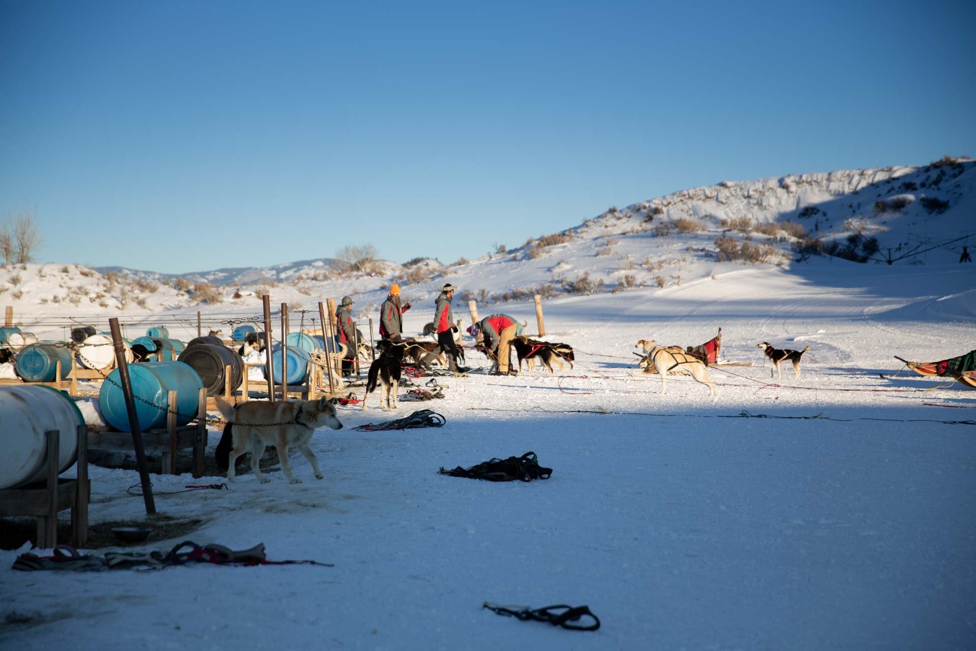 Sled dogs preparing for a ride in a snowy landscape with hills and a clear blue sky.