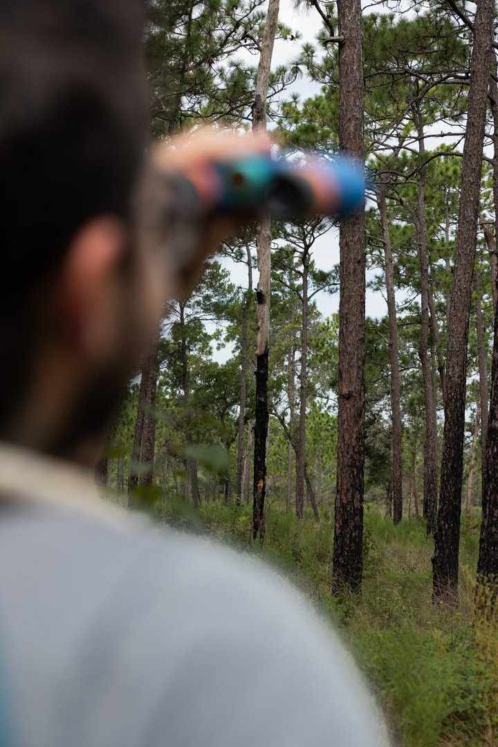 Blurred person holding binoculars in a forest with tall pine trees.