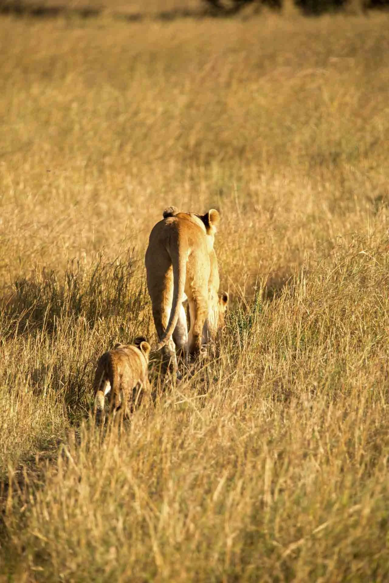 A lioness and two lion cubs walking through a grassy savannah during daylight.