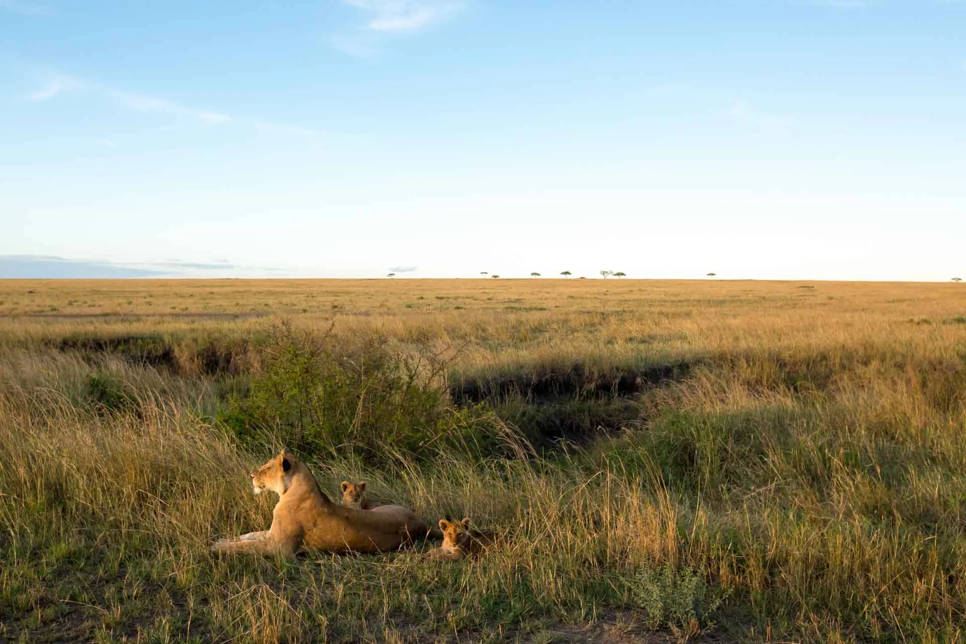 A lioness with three lion cubs resting on the grass in the African savannah during daylight under a blue sky.