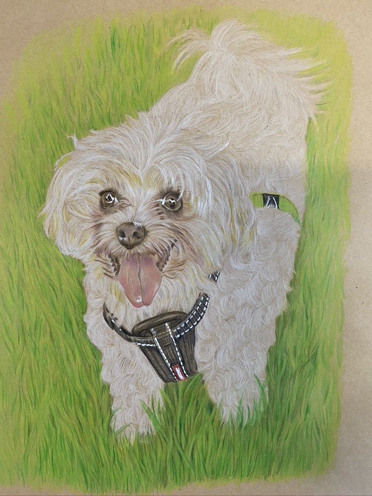 Maltese Poodle
Oil pencils on 170gsm Craft
297x420mm