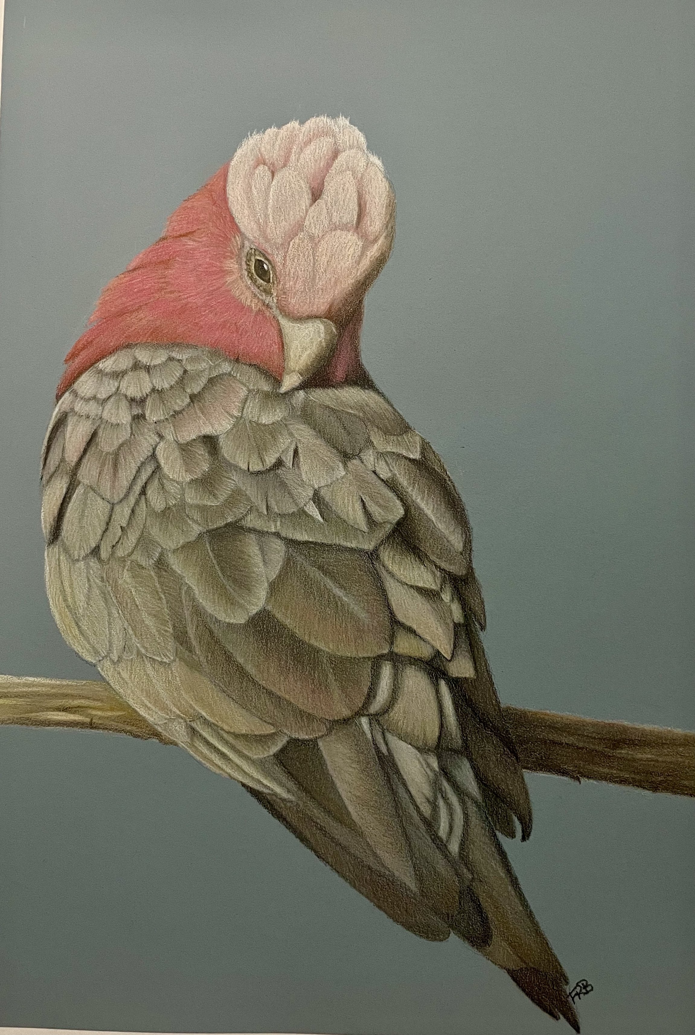 birb.jpg