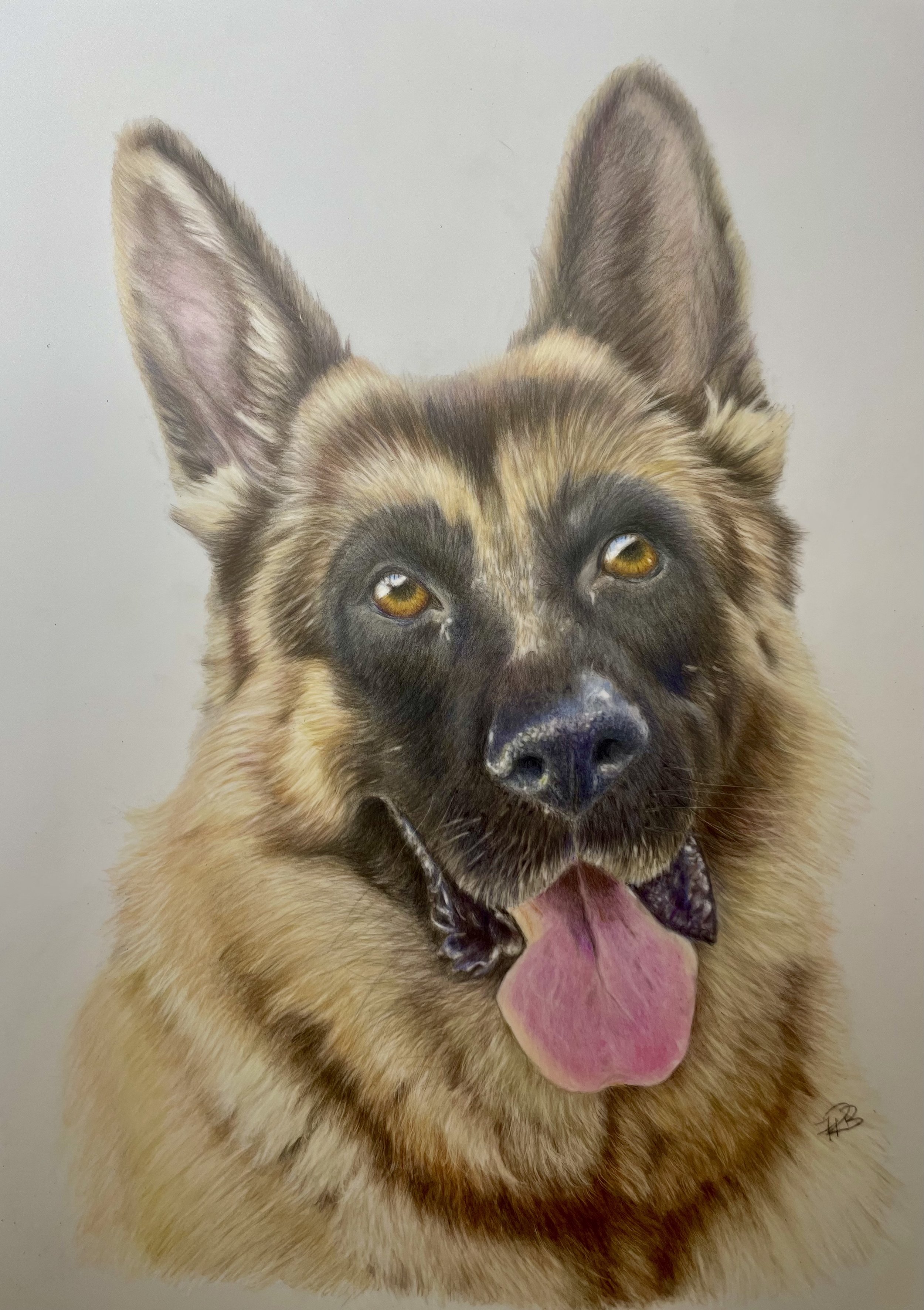 German Shepherd
Oil pencils on Draftex
297x 420mm