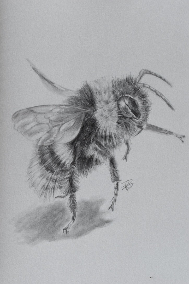 Bee
Charcoal on 170gsm Sketchbook