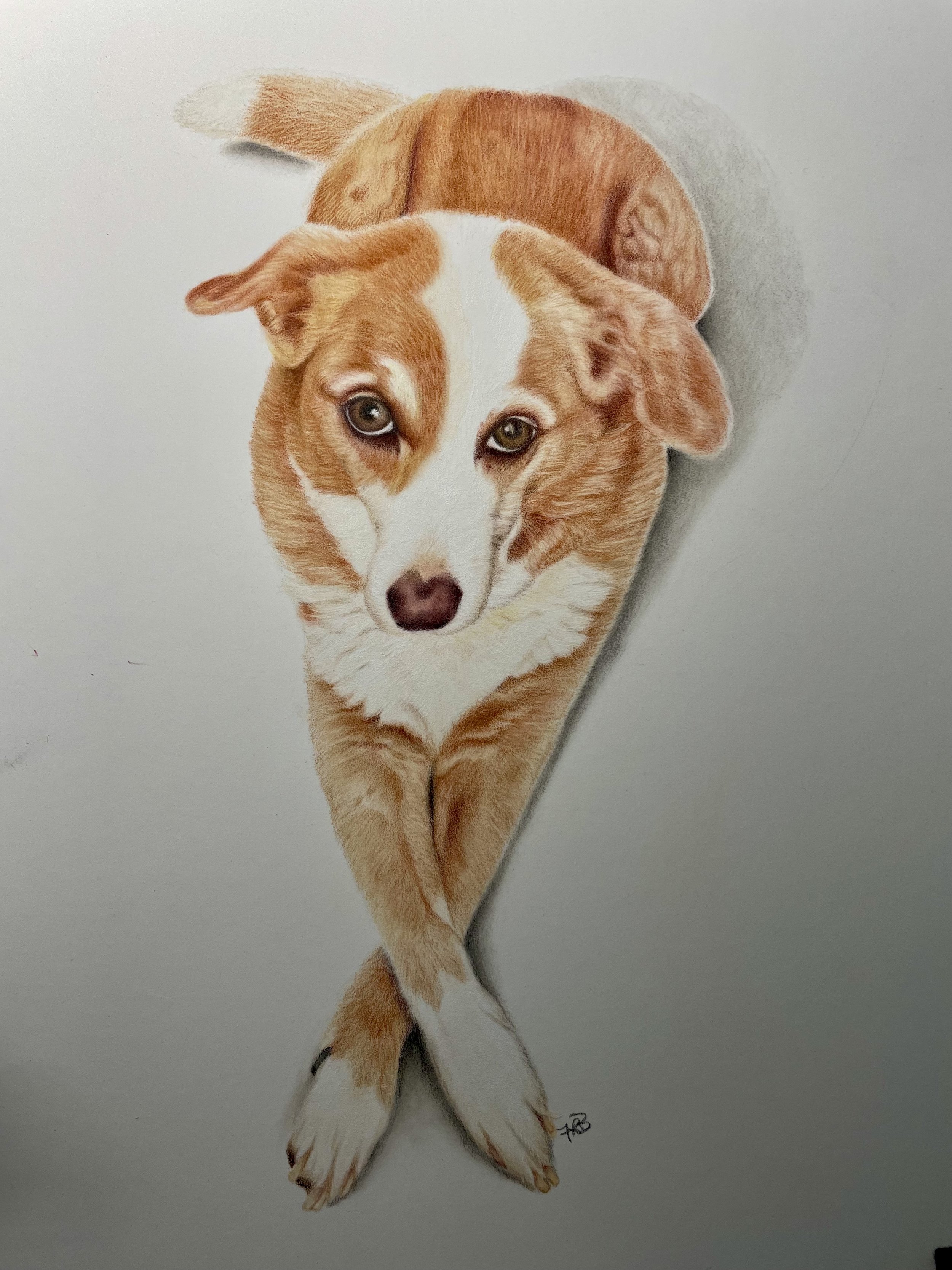 Welsh Corgi
Oil pencils on 220gsm Draftex paper
297x420mm