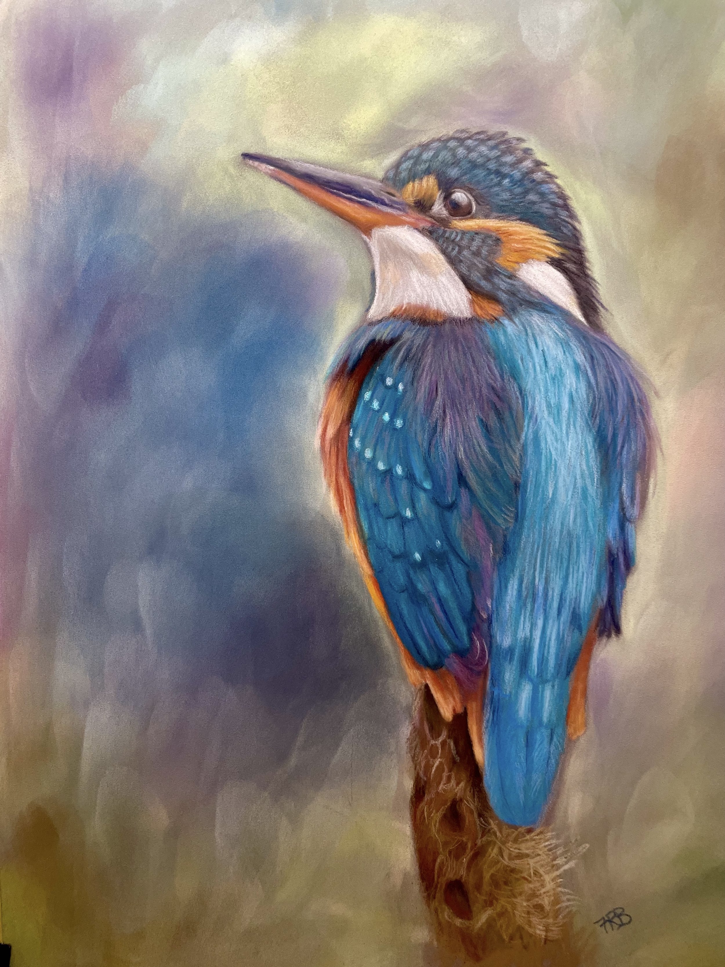 kingfisher.jpg