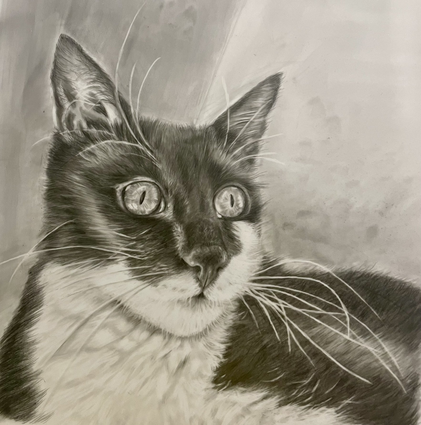 Tabby Cat
Charcoal 250gsm Bristol Smooth
297x420mm