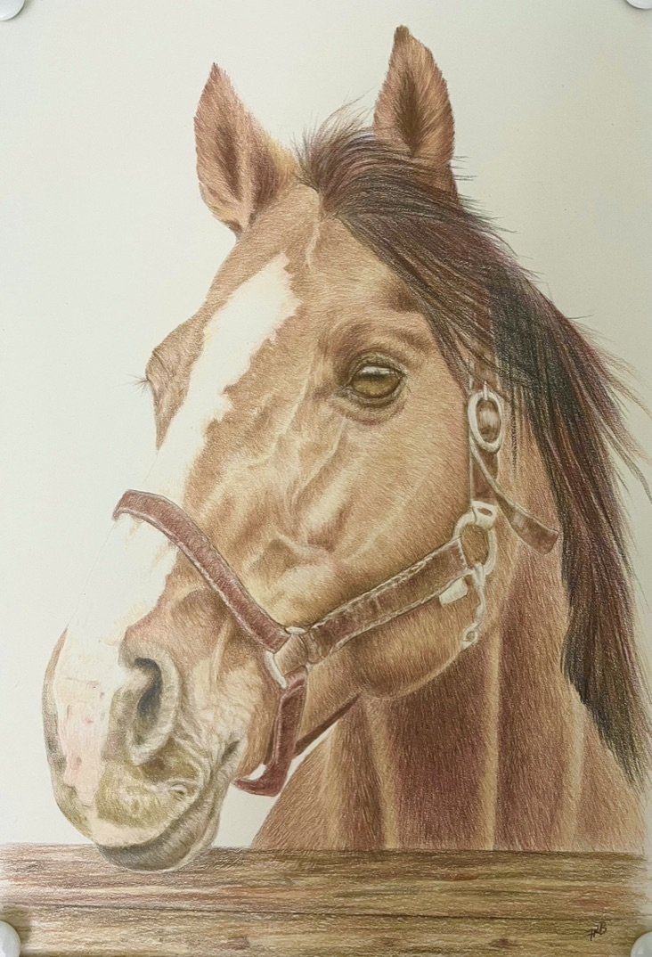 Horse
Oil pencils on 270gsm Paper
297x420mm SOLD