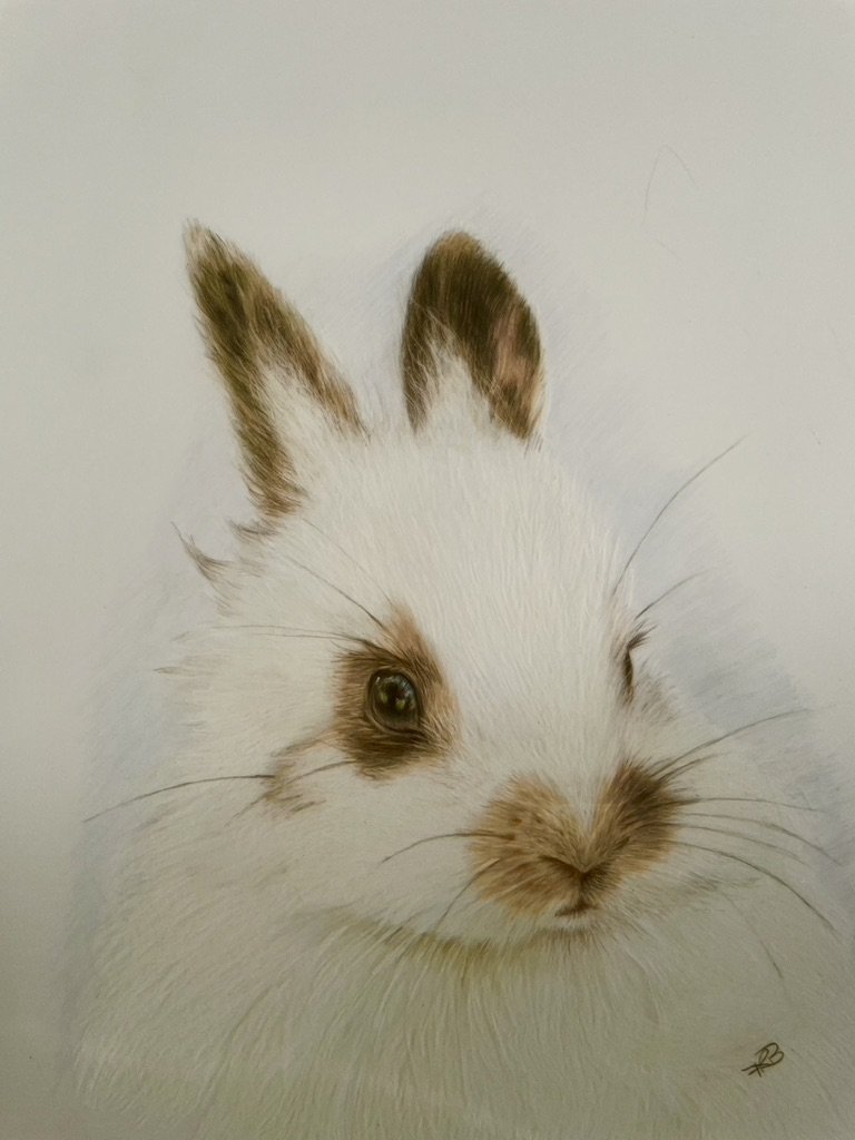 Fluffy Bunny
Oil pencils on 220gsm Draftex
148x210mm