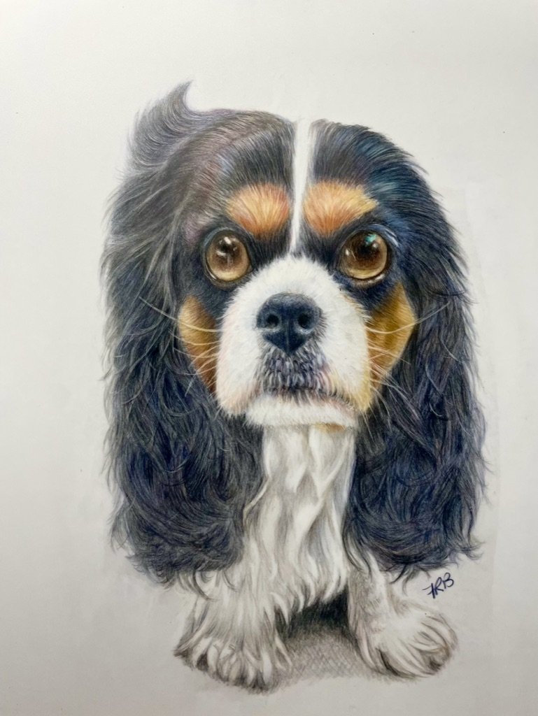 Cavalier King Charles
Oil pencils on 220gsm Draftex
210x297mm