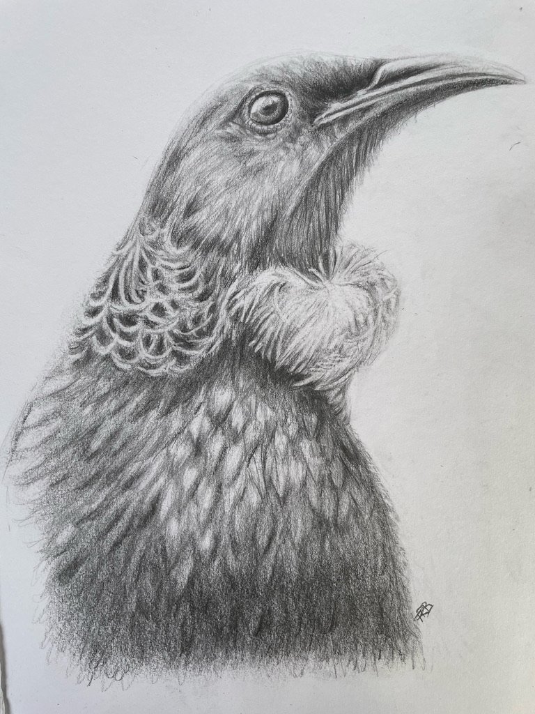 Tui Bird
Graphite on 170gsm paper
SOLD