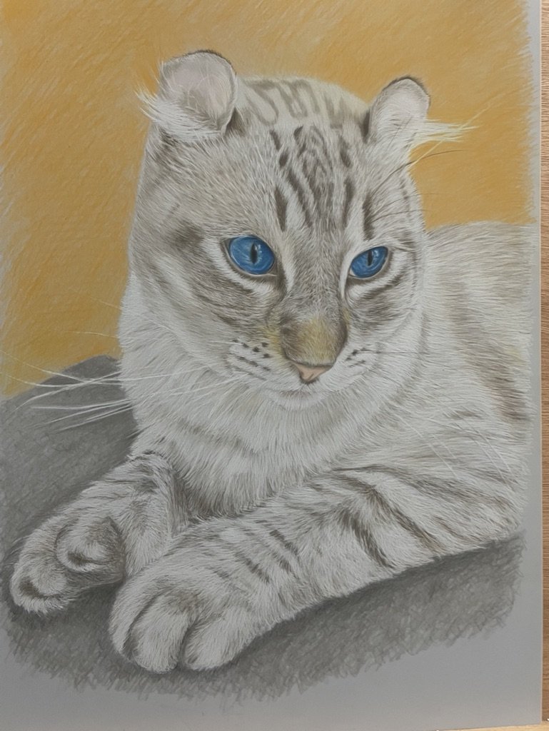 American Curl
Oil pencils on 220gsm Draftex
297x420mm