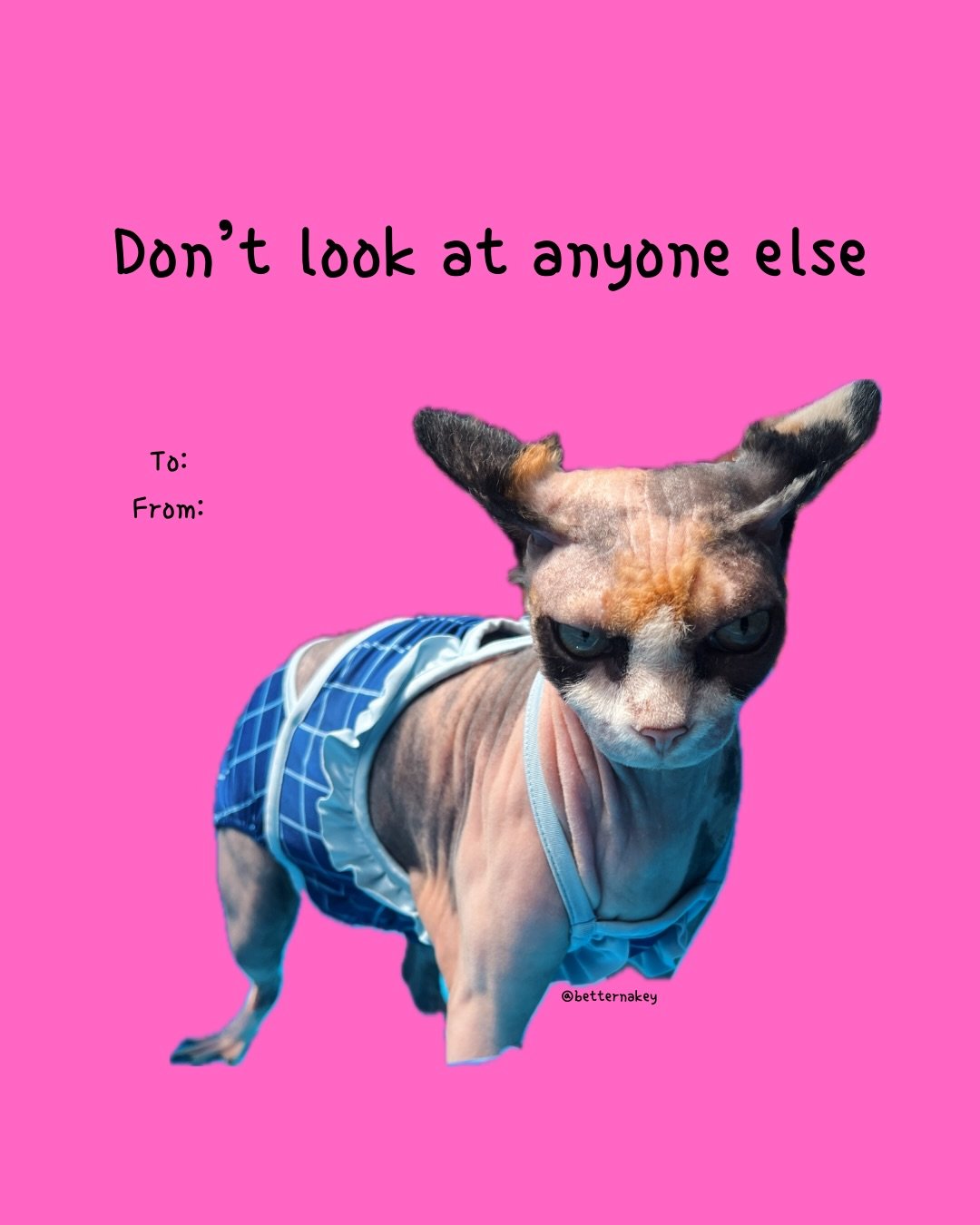 Happy Meow-lentine&rsquo;s Day from my unhinged raw chickens ❤️🌹✨

#ValentinesDay #caturday #сфинкс #сфінкс #sphynx