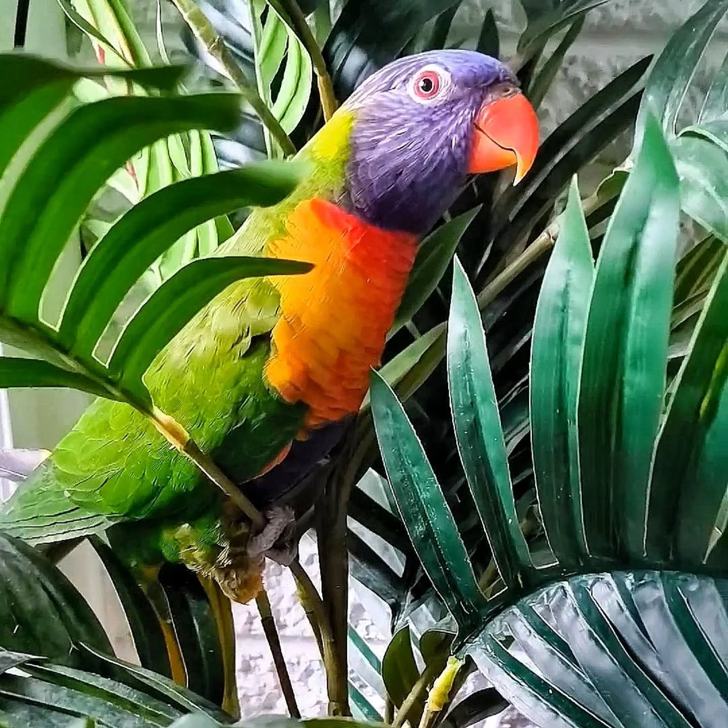 Charlie reporting for jungle duty&mdash;zero chill, full colour! 💜 Happy Friday from this cheeky boy. 😊

#rainbowlorikeet #birdsofinstagram #cutebirds #featheredfriend #cheekybird #lorikeetlife #parrotlover #birdlover #colorfulbirds #birdiefriday #