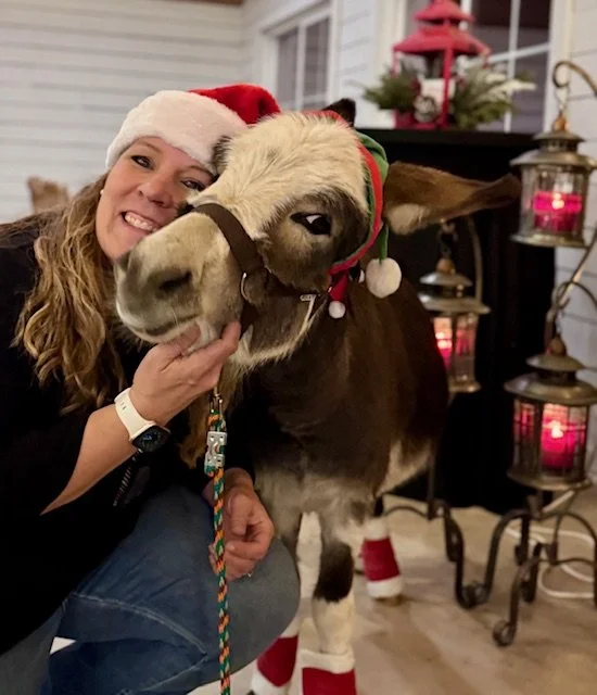 mini donkey at st louis venue.jpeg