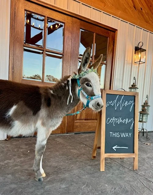 Mini Donkey photo opportunity at cocktail hour and Belgium horse Carriage rides at Berkshire Ridge Wedding Venue in St. Louis area